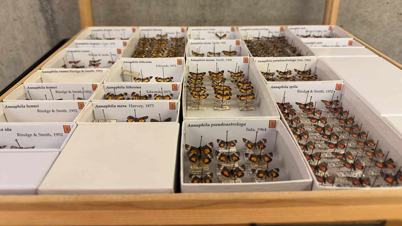 Boxes of butterfly specimens labeled with the new labels