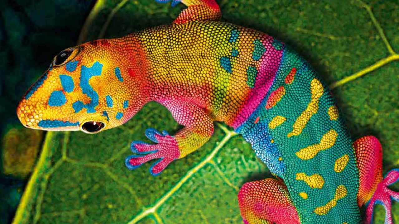 Gecko Platinum forms part of hubergroup’s existing family of Gecko flexo and gravure inks Gecko Platinum forms part of hubergroup’s existing family of Gecko flexo and gravure inks