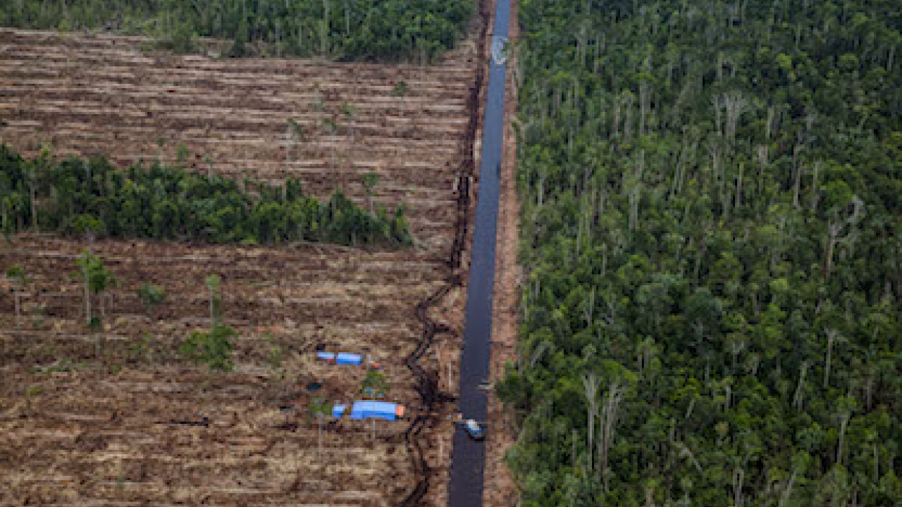 Deforestation in APRIL's concessions at Riau, Indonesia