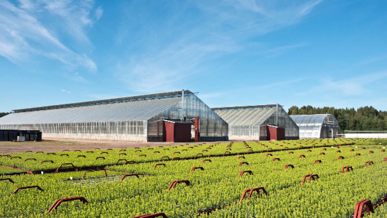 Iggesund and Holmen Group produces more than 30 million tree seedlings annually as a key part of its replanting strategy