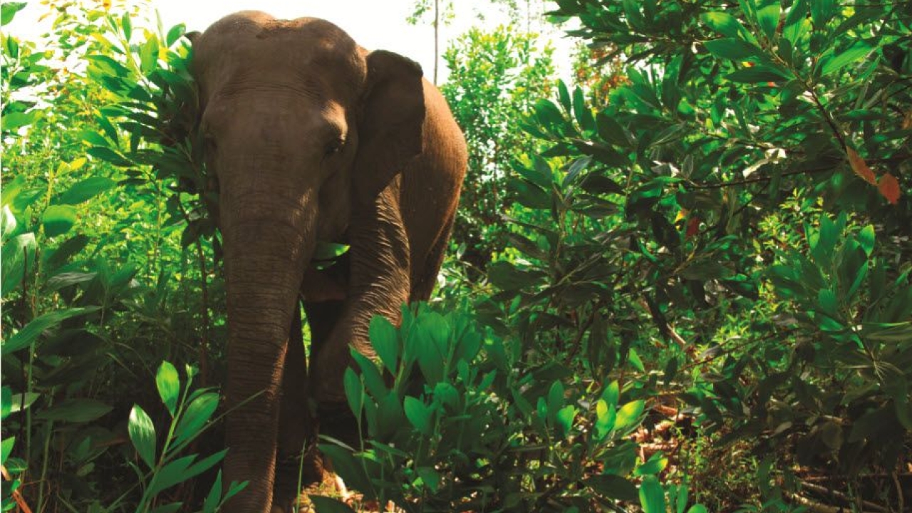 APP Giam Siak Kecil – Bukit Batu – Elephant