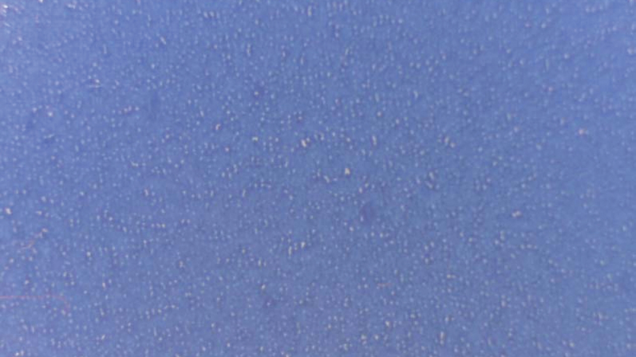 Maximizing opacity in flexo whites Maximizing opacity in flexo whites