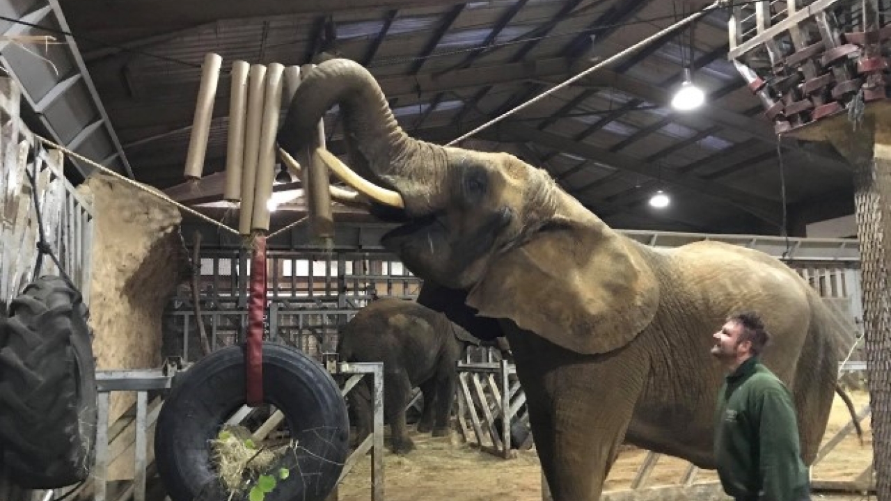 Bakers has initially shipped two pallets of cores to Colchester Zoo, which are already being used to enhance by animals such as African elephants during feeding time UK printer donates to animal environmental enrichment program at Colchester Zoo