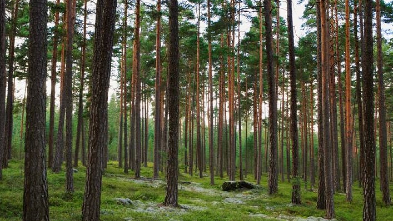 Stora Enso to acquire forest assets in Bergvik Skog