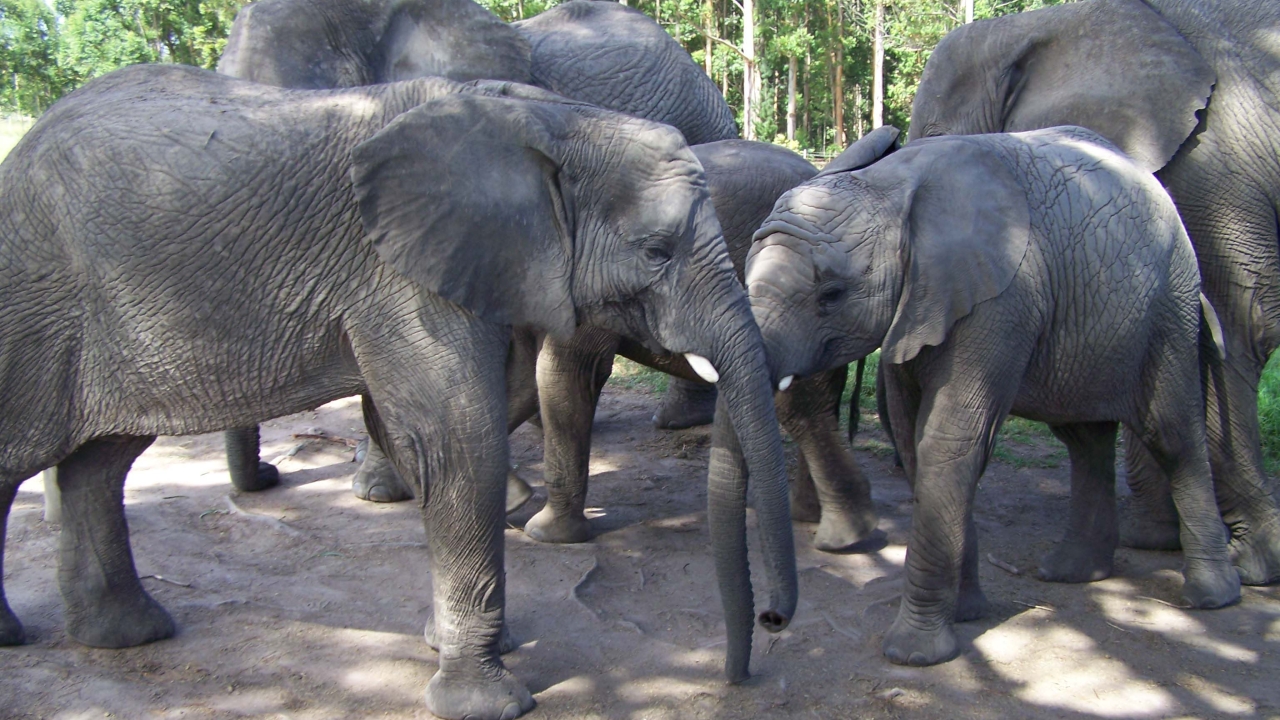 Labels help save Africa’s elephants