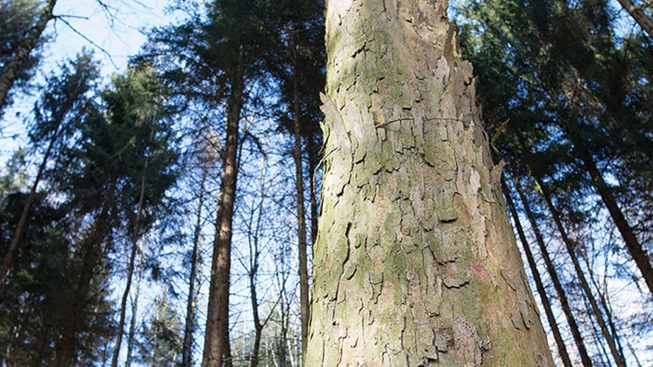 Gallus Ferd. Rüesch has pledged to make its products carbon neutral by the end of 2022 Gallus Ferd. Rüesch has pledged to make its products carbon neutral by the end of 2022