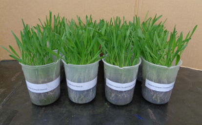 Barley growing in compost containing ReEarth packaging