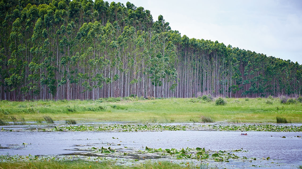 Mondi recognized for leading practices in forestry and water security