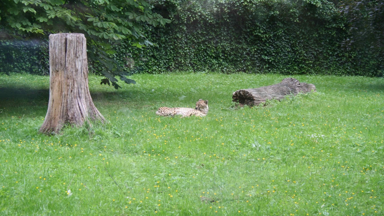 Xeikon sponsors the Cheetah conservancy at Antwerp zoo