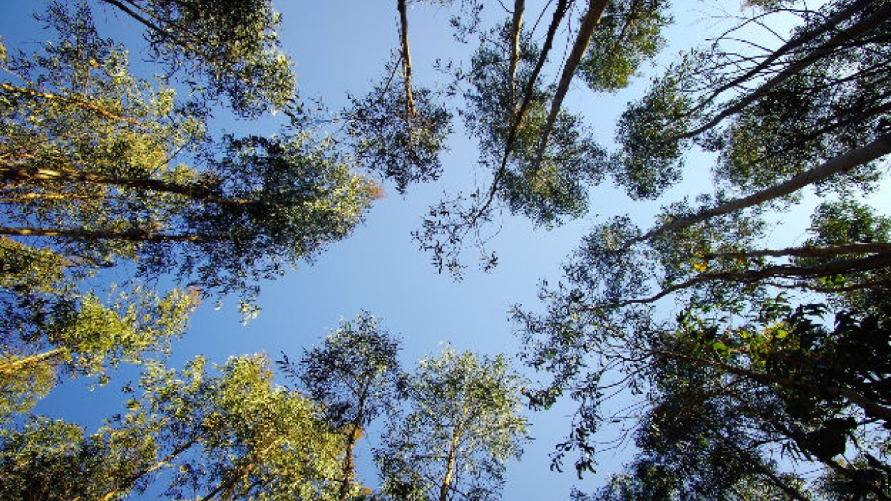 Innovia Films is now using only FSC and PEFC certified wood pulp in the manufacture of its NatureFlex compostable flexible films Innovia Films is now using only FSC and PEFC certified wood pulp in the manufacture of its NatureFlex compostable flexible films