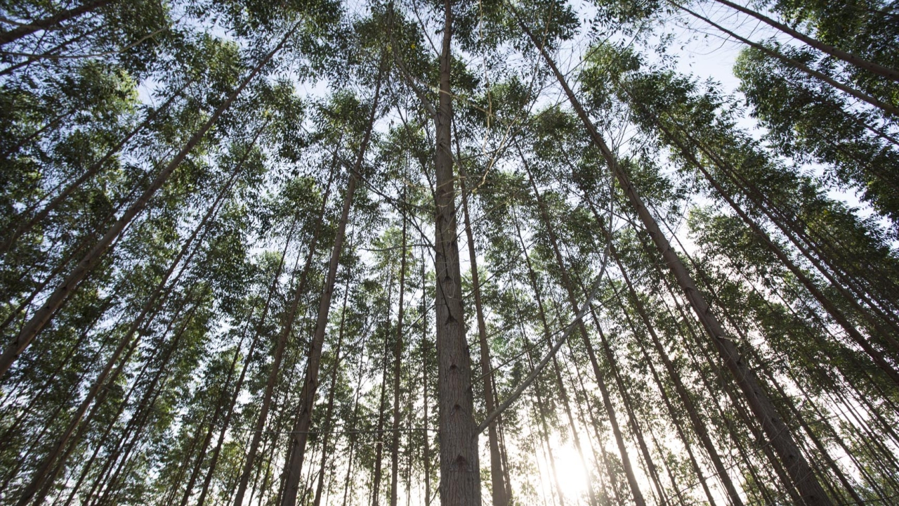 Indonesian Forest Indonesian Forest