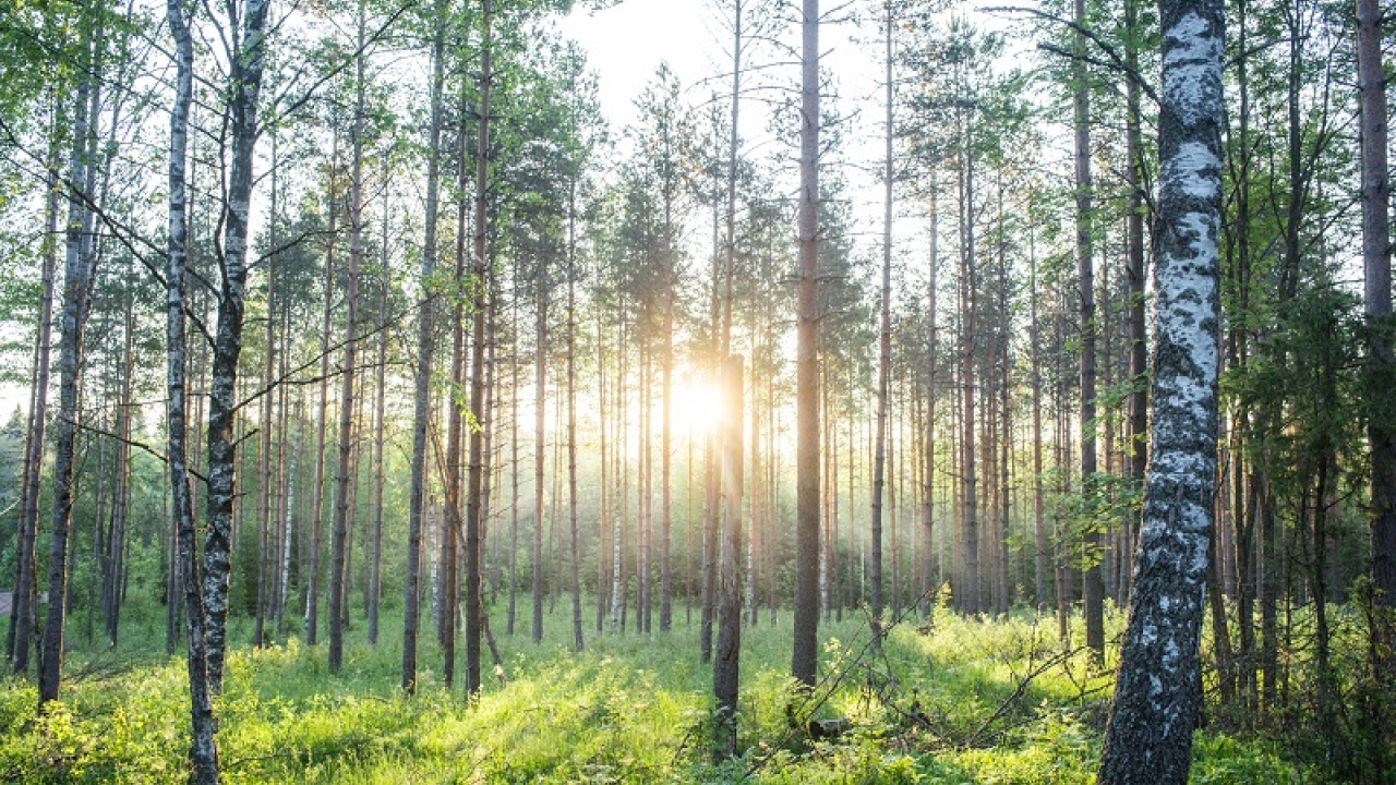 Overall, Metsä Board was ranked in the top one percent of suppliers assessed by EcoVadis across all categories Overall, Metsä Board was ranked in the top one percent of suppliers assessed by EcoVadis across all categories