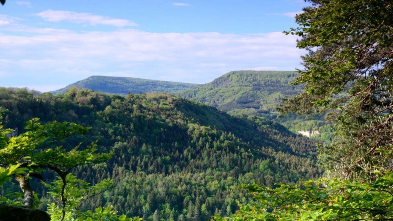 Stora Enso and FSC have formed the agreement to increase FSC certification, especially among small- and medium-sized private forest owners in the Nordics, Baltics and across Europe. Image copyright: FSC Germany Stora Enso and FSC enter strategic partnership to promote sustainable forestry